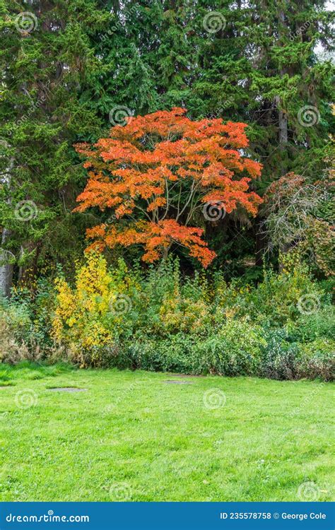 Fall Orange Tree At Park Stock Photo Image Of Park 235578758