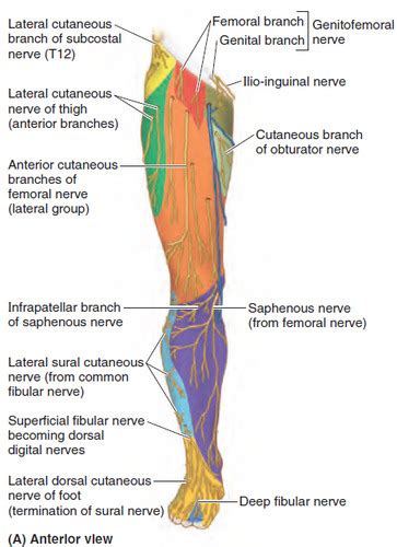 Gluteal Region Thigh And Neurovasculature Of Lower Limb Exam 4