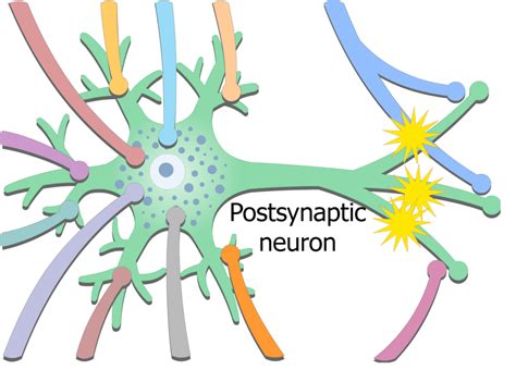 Presynaptic Neuron Vs Postsynaptic Neuron