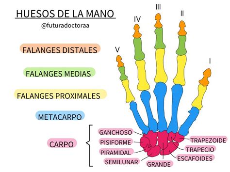 HUESOS DE LA MANO Camila Silva UDocz