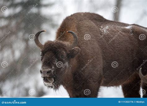 European Bison Zubr Stock Photo Image Of Redbook Beskydy 111353776