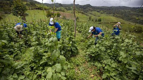 MinAgricultura asignará 15 000 millones para financiar proyectos de