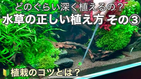 はじめての水草水槽〜水草の植え方で知っておきたい3つのポイント③〜初心者でも簡単に植えられます How To Plant Aquatic