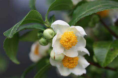 Stephs Cup Of Tea Tea Flowers