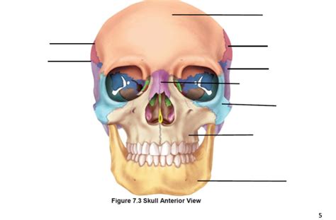 Skull Anterior View Diagram Quizlet