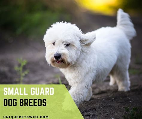 Top 23 Small Guard Dog Breeds For Tiny Apartments