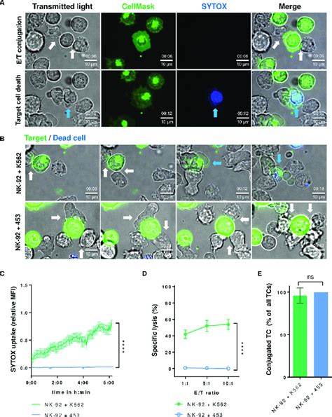 Nk Cells Form Stable Conjugates With Resistant Tumor Cells A