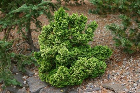 Dwarf Hinoki Cypress Shrub Chamaecyparis Obtusa Nana False Cypress