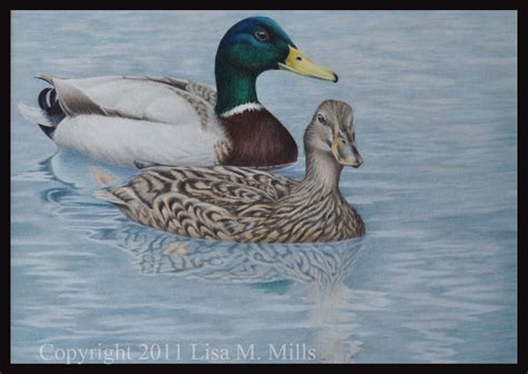 Realistic Duck Drawing at GetDrawings | Free download