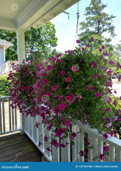 Glorious Petunias in Hanging Baskets Stock Photo - Image of plants, hanging: 152164186