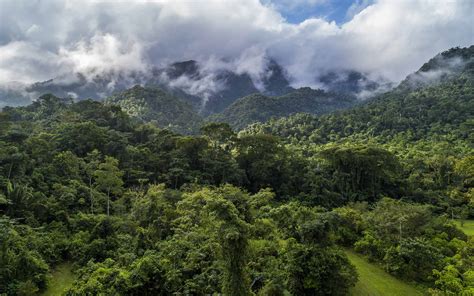Understanding The Food Web Within A Tropical Rainforest Ecosystem - RYZE Superfoods