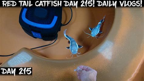 Day 215 Daily Red Tail Catfish Vlog Watch Them Grow YouTube