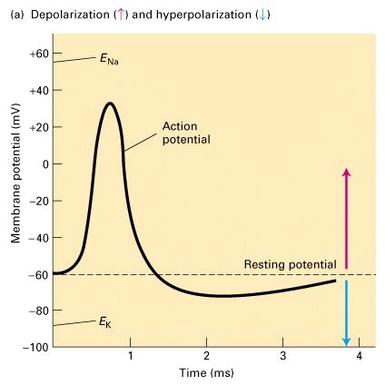 Action Potential Concept Map