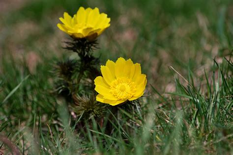 福寿草（フクジュソウ）の花言葉の意味・由来・誕生花｜花言葉のシャルロー