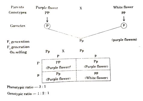 Monohybrid Cross In Pea Plant