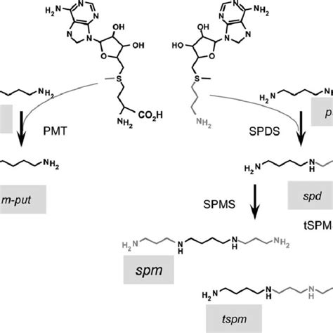 Pdf Evolutionary Diversification In Polyamine Biosynthesis