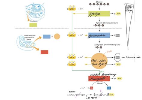 Zellatmung Flashcards Quizlet