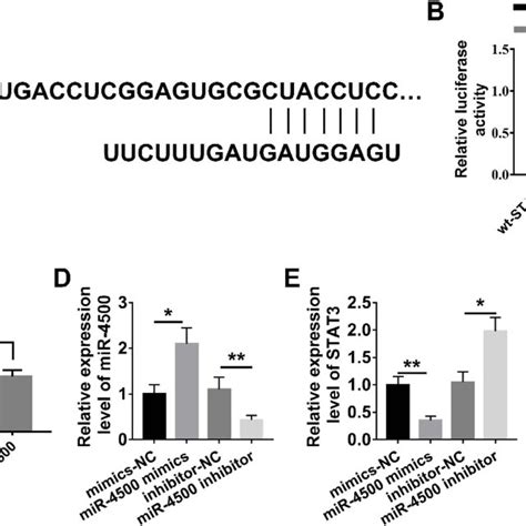 MiR 4500 Targets STAT3 A Sequences Of MiR 4500 And STAT3 Seed