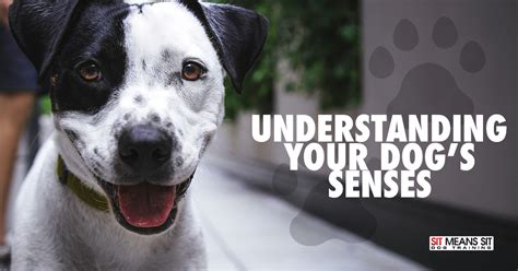 Understanding Your Dog’s Senses | Sit Means Sit Dog Training Albuquerque