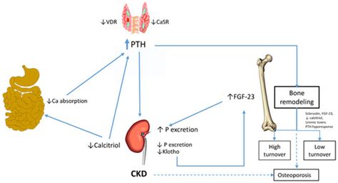 Nutrients Free Full Text Bone Disease In Chronic Kidney Disease And