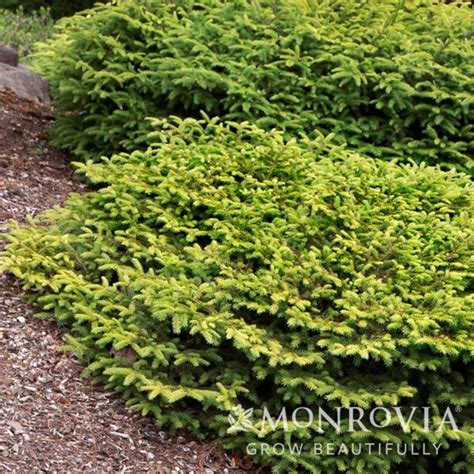 Birds Nest Spruce For Sale At The Grass Pad