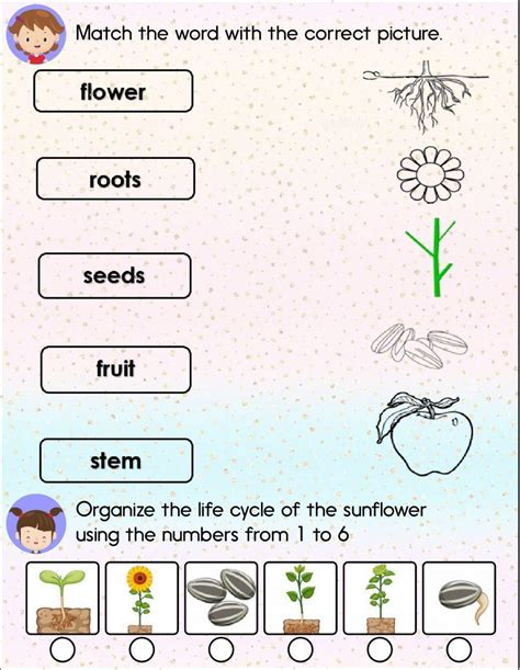 Plant Worksheet Worksheets Worksheets Library