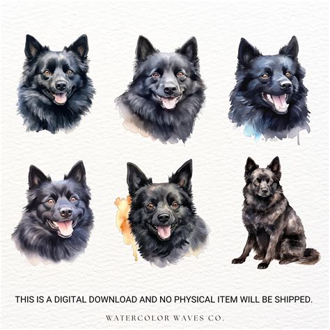 Schipperke Dog Clipart Watercolor Dog PNG Dog Portrait - Etsy