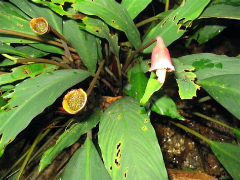 Piptospatha N.E.Br. | Plants of the World Online | Kew Science