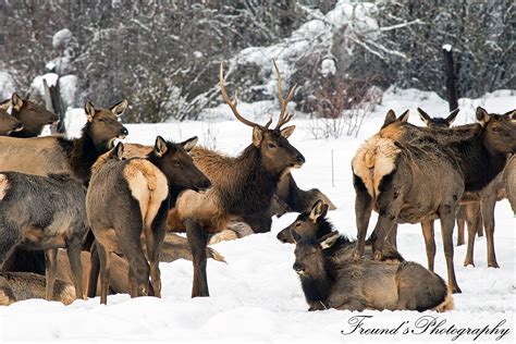 Elk Rut Season | cascadeloop.com