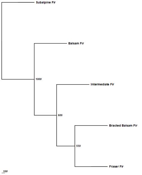 Neighbor Joining Dendrograms Depicting A Unbiased D S Genetic