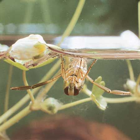 Heteropteran Insects Wings Adaptations Britannica