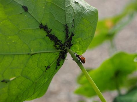 Beans Pests And Diseases Control Methods Gardening Tips