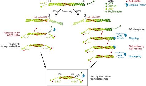 ADF Cofilin Accelerates Actin Dynamics By Severing Filaments And