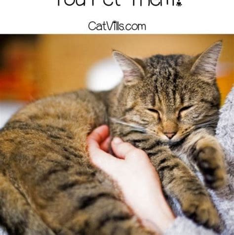 Why Do Cats Purr When You Pet Them 7 Reasons