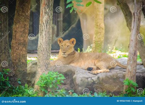 The Lion Panthera Leo Is One Of The Big Cats In The Genus Pant Stock