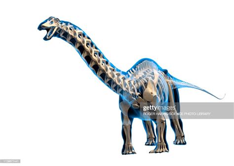 Brontosaurus Skeleton Illustration High-Res Vector Graphic - Getty Images