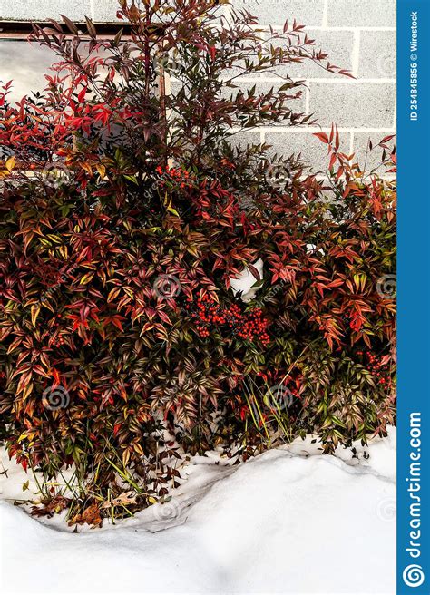 Vertical Shot of the Nandina Plant in Winter Stock Photo - Image of ...