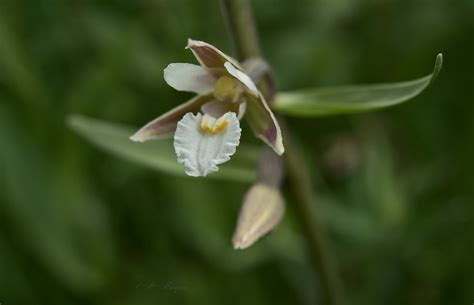 Marsh Helleborine Epipactis Palustris Soo Neiuvaip Flickr