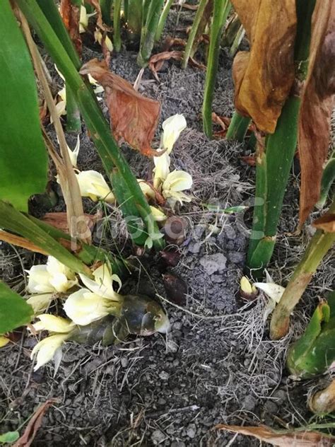 ミョウガの茎とミョウガの花 No 3892470｜写真素材なら「写真ac」無料（フリー）ダウンロードok