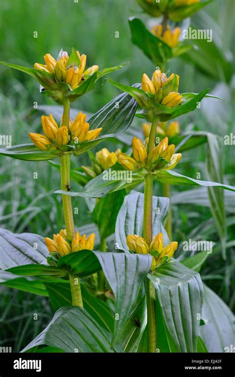 Spotted Gentian Gentiana Punctata In Flower In The Alps Stock Photo