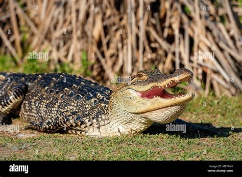 Florida State Reptile