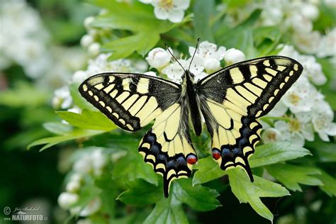 swallowtail  swallowtail images nature wildlife pictures