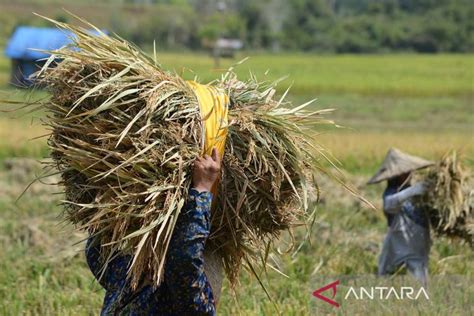 FOTO Potensi Produksi Beras Nasional