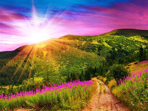 Beautiful Landscape Pretty Colorful Sun Grass Dazzling Shine