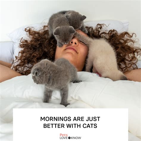 17 Good Morning Cat Memes That Are Better Than Coffee | LoveToKnow Pets