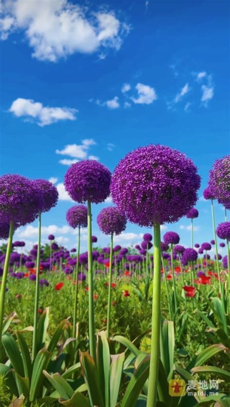 上海花开海上生态园，紫色棒棒糖大花葱到了谢花期，今年最后一次观赏。玩乐吉安吉安麦地网 Powered By Discuz