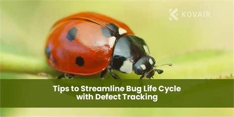 Tips to Streamline Bug Life Cycle with Defect Tracking - Kovair Blog