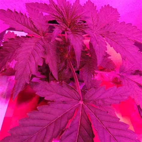 Barney S Farm Moby Dick Auto Grow Journal Week4 By Sammuray GrowDiaries