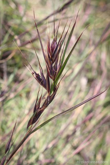 Themeda triandra | NB Plant Areas