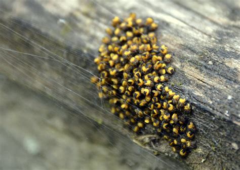 Wake Me Up For Lunch Araneus Diadematus DAC N51 W002 Flickr